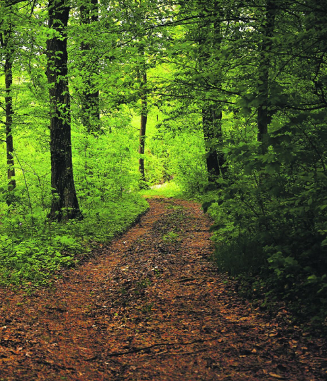 WNIOSKI NA ŚCIEŻKI ROWEROWE POZYTYWNIE ROZPATRZONE