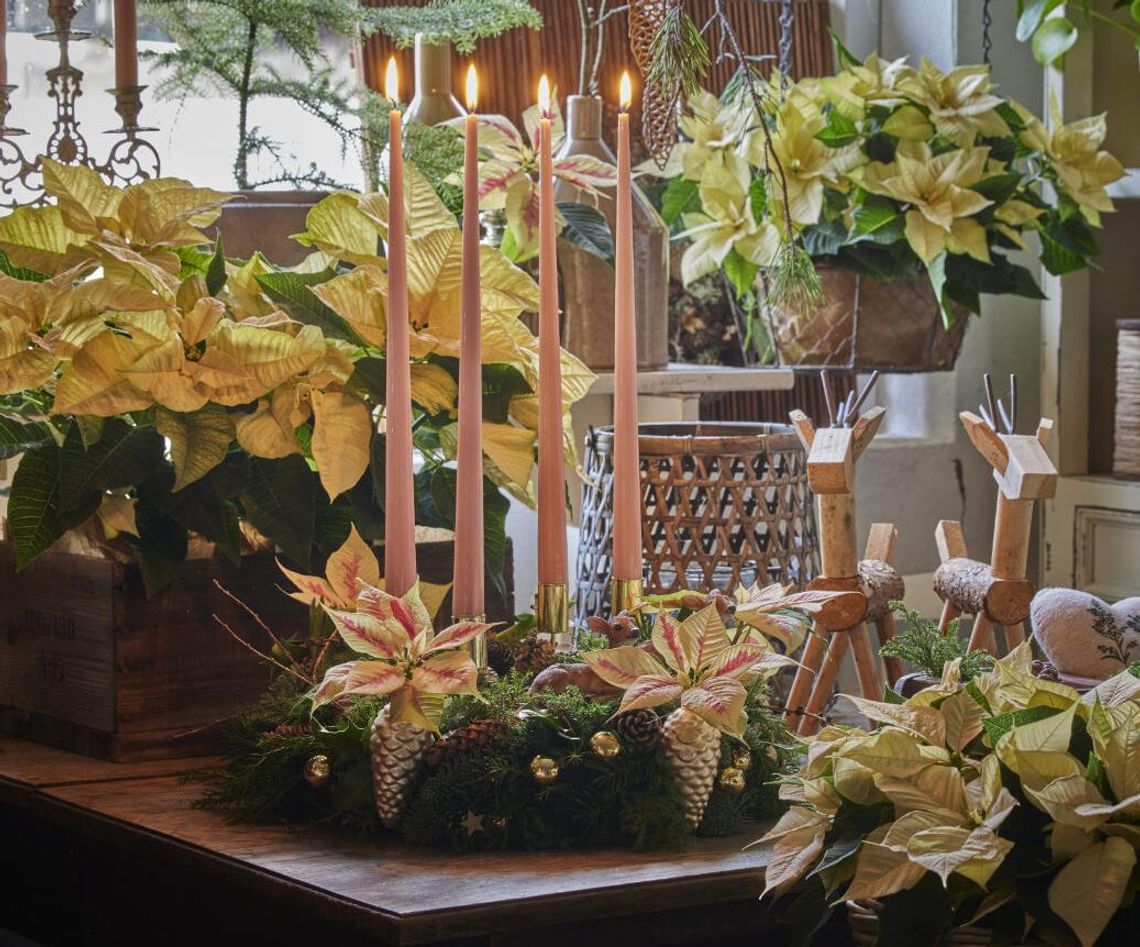 Wykorzystanie poinsecji jako kwiatów ciętych: Pomysły na dekoracje, warunki, technika przycinania i historia Wykorzystanie poinsecji jako kwiatów ciętych: Pomysły na dekoracje, warunki, technika przycinania i historia