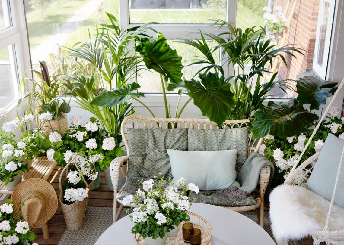 Z Przylądka Dobrej Nadziei na cały świat – Triumf pelargonii Z Przylądka Dobrej Nadziei na cały świat – Triumf pelargonii