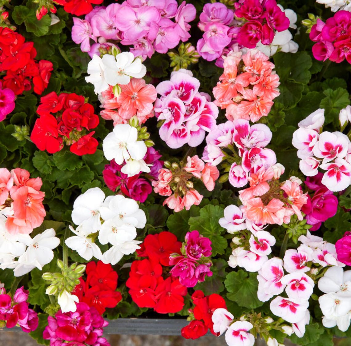 Z zasiłku macierzyńskiego korzysta coraz więcej ojców-rolników Z zasiłku macierzyńskiego korzysta coraz więcej ojców-rolników