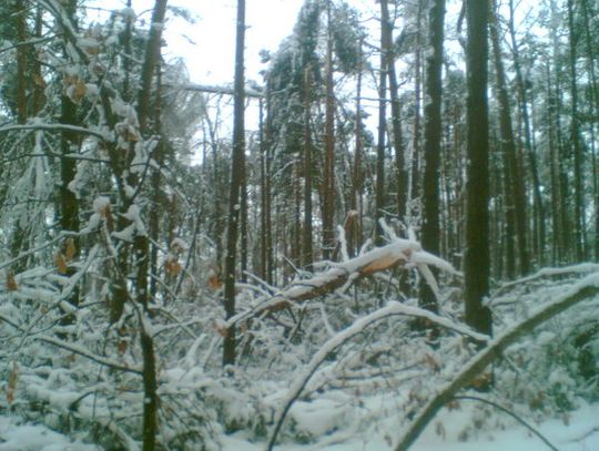 OPRÓCZ ŻOŁNIERZY POMOGLI LEŚNICY