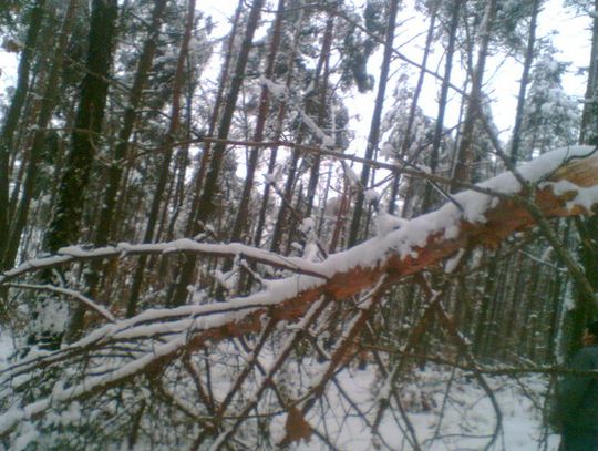 OPRÓCZ ŻOŁNIERZY POMOGLI LEŚNICY