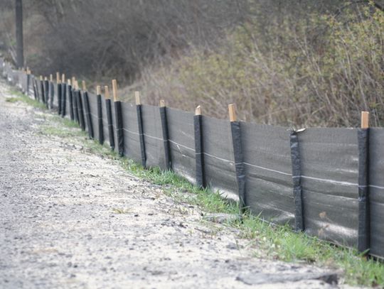 ŻABY NA RĘKACH NOSZONE