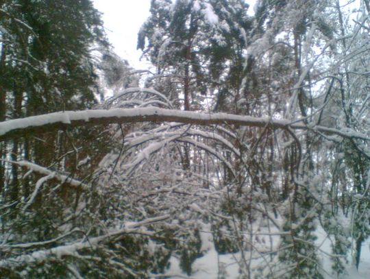 OPRÓCZ ŻOŁNIERZY POMOGLI LEŚNICY