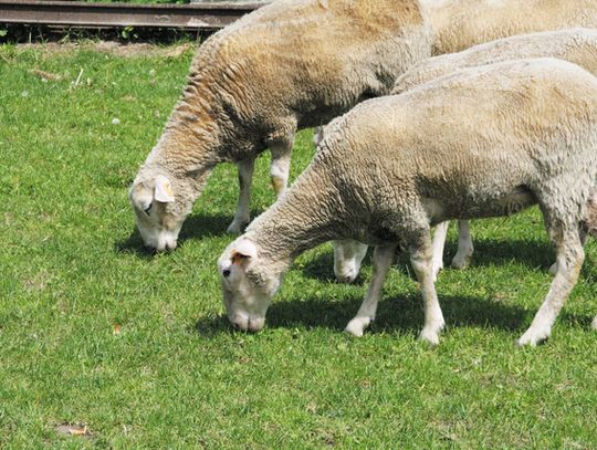 GÓRA ZBORÓW STAJE SIĘ DOBREM WSPÓLNYM