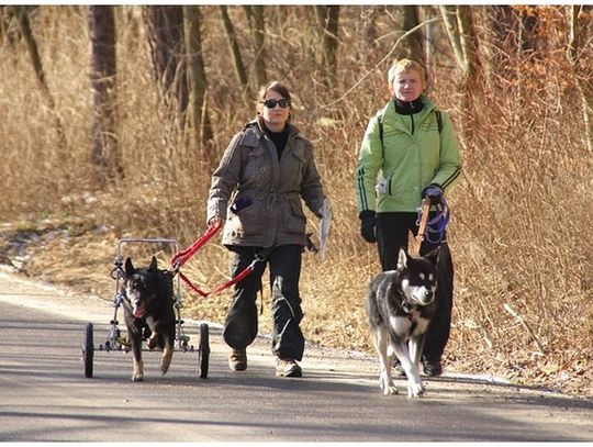 JURAJSKI DOGTREKING NA POCZĄTEK