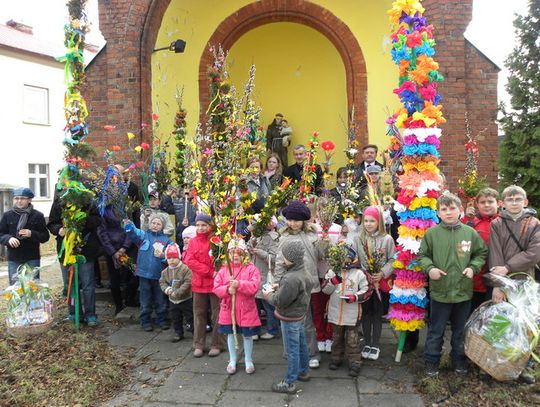 W KOZIEGŁOWACH PALMY NAJWYŻSZE I NAJPIĘKNIEJSZE