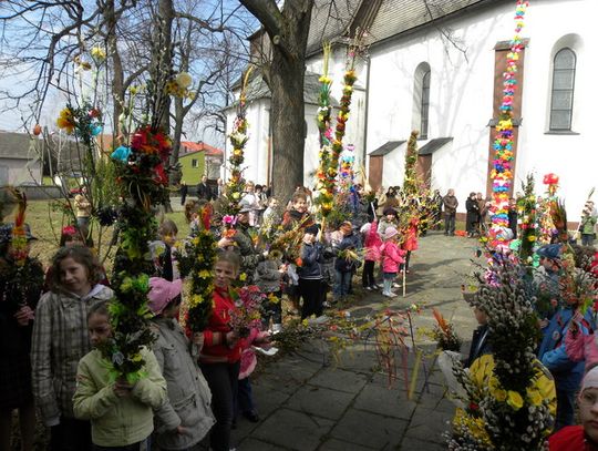 W KOZIEGŁOWACH PALMY NAJWYŻSZE I NAJPIĘKNIEJSZE