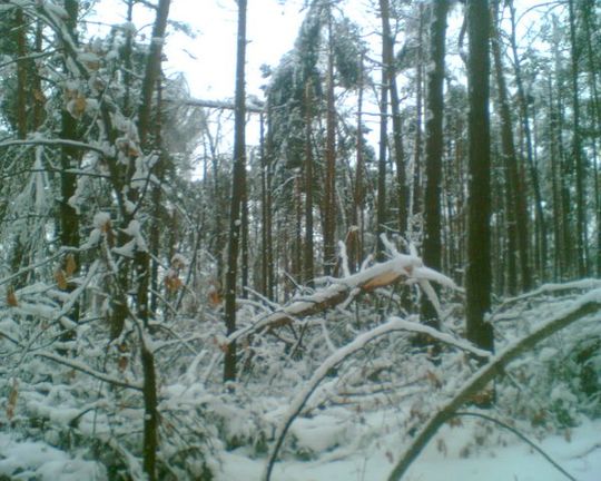 OPRÓCZ ŻOŁNIERZY POMOGLI LEŚNICY