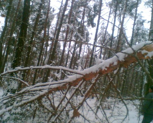 OPRÓCZ ŻOŁNIERZY POMOGLI LEŚNICY
