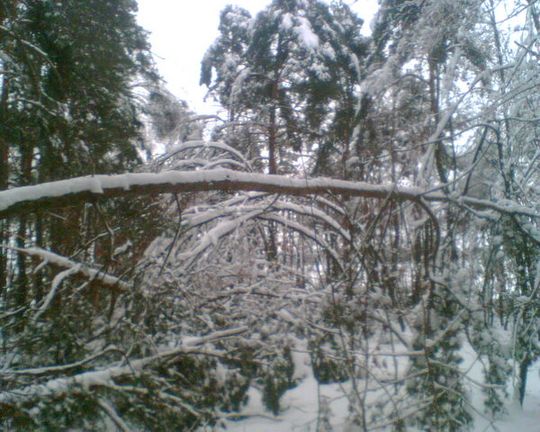 OPRÓCZ ŻOŁNIERZY POMOGLI LEŚNICY