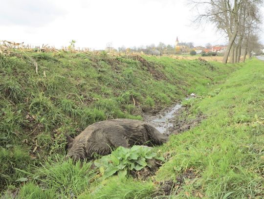 DZIK BYŁ DZIKI. DO CZASU