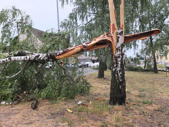 Żarki. Targowisko miejskie. Jedna brzoza pękła jak zapałka, druga wyskoczyła razem z korzeniami.